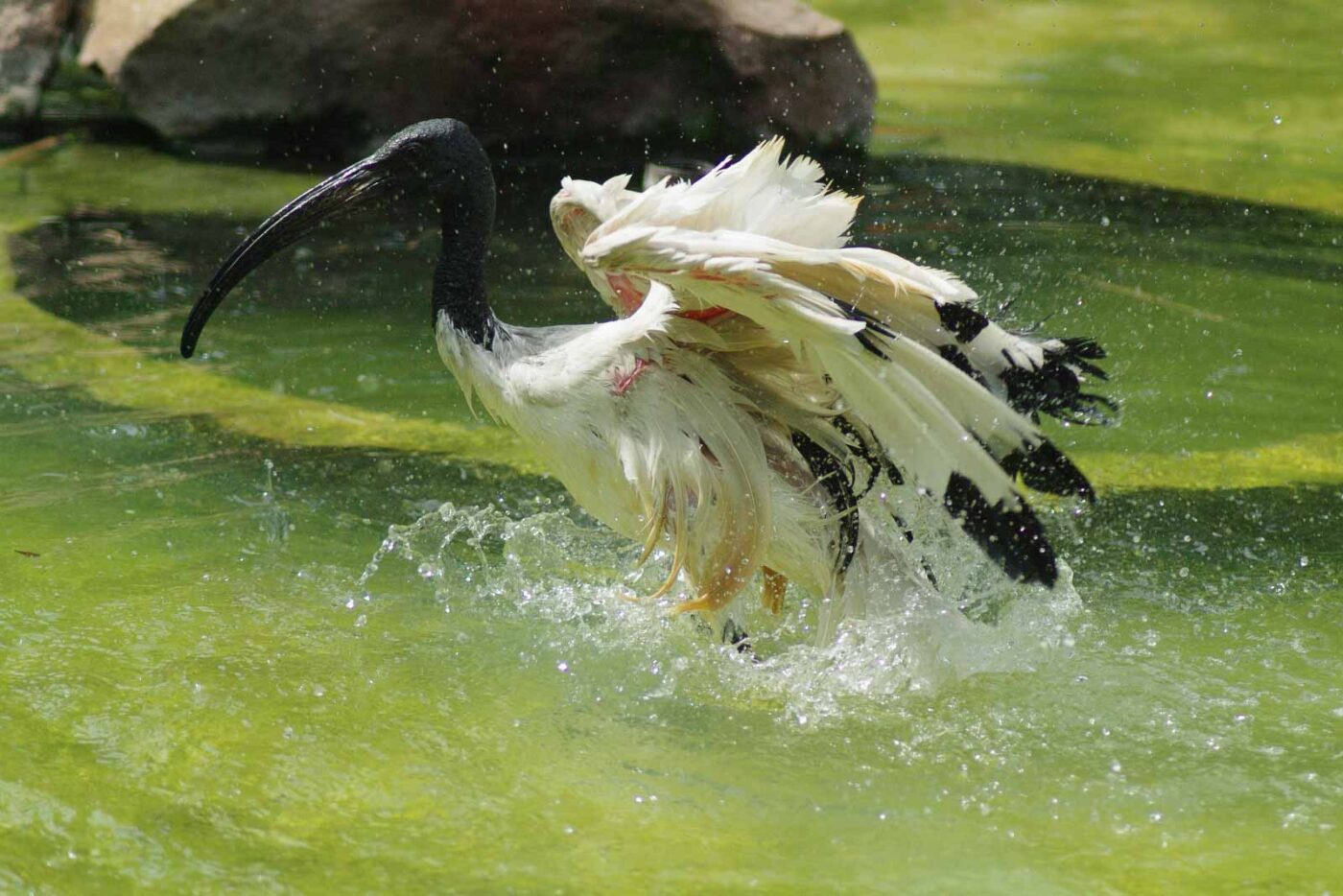 2016-08-17 - Zoo Osnabrück
