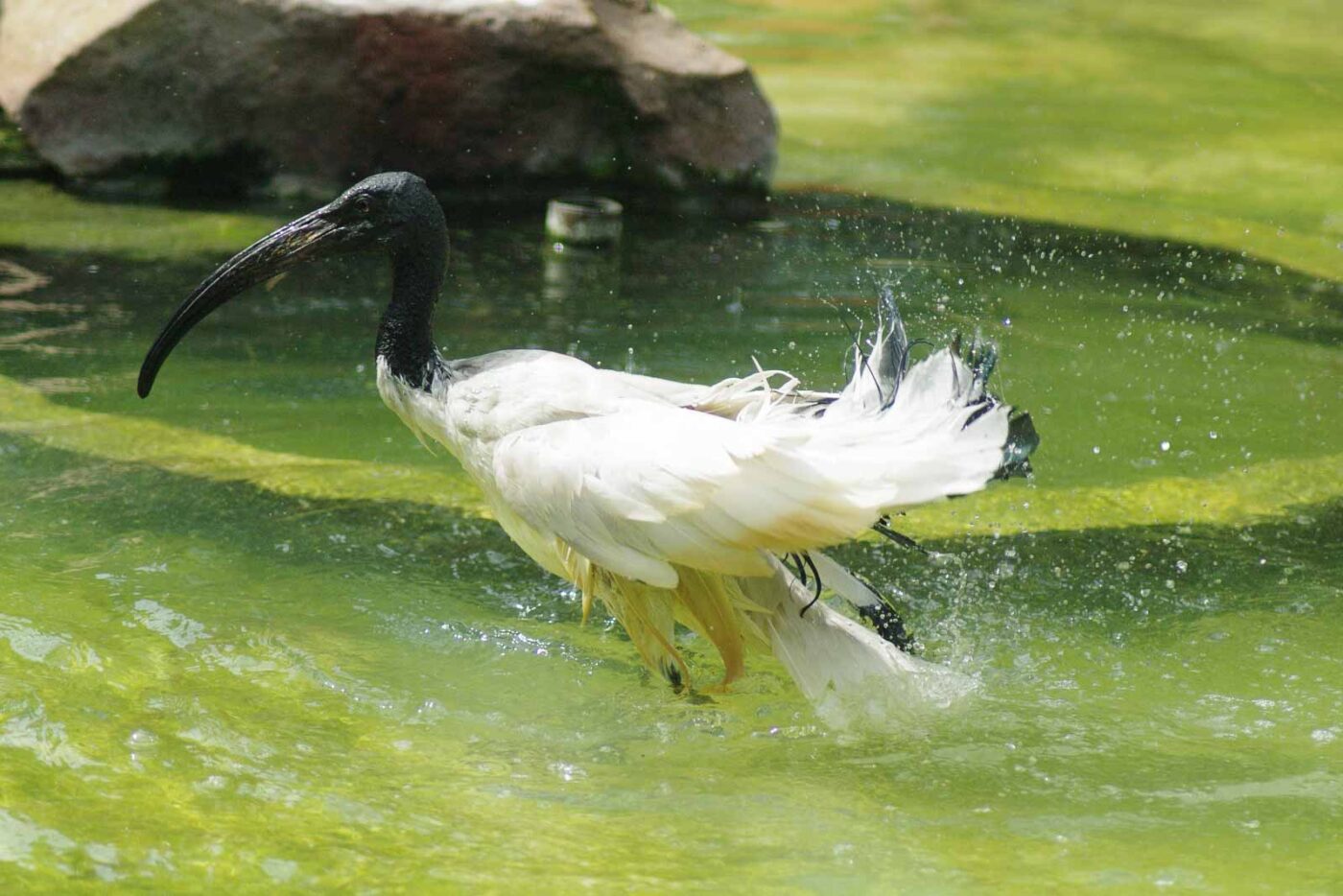 2016-08-17 - Zoo Osnabrück