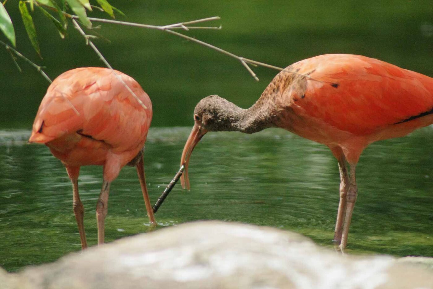 2016-08-17 - Zoo Osnabrück