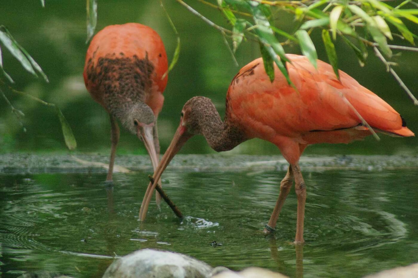 2016-08-17 - Zoo Osnabrück
