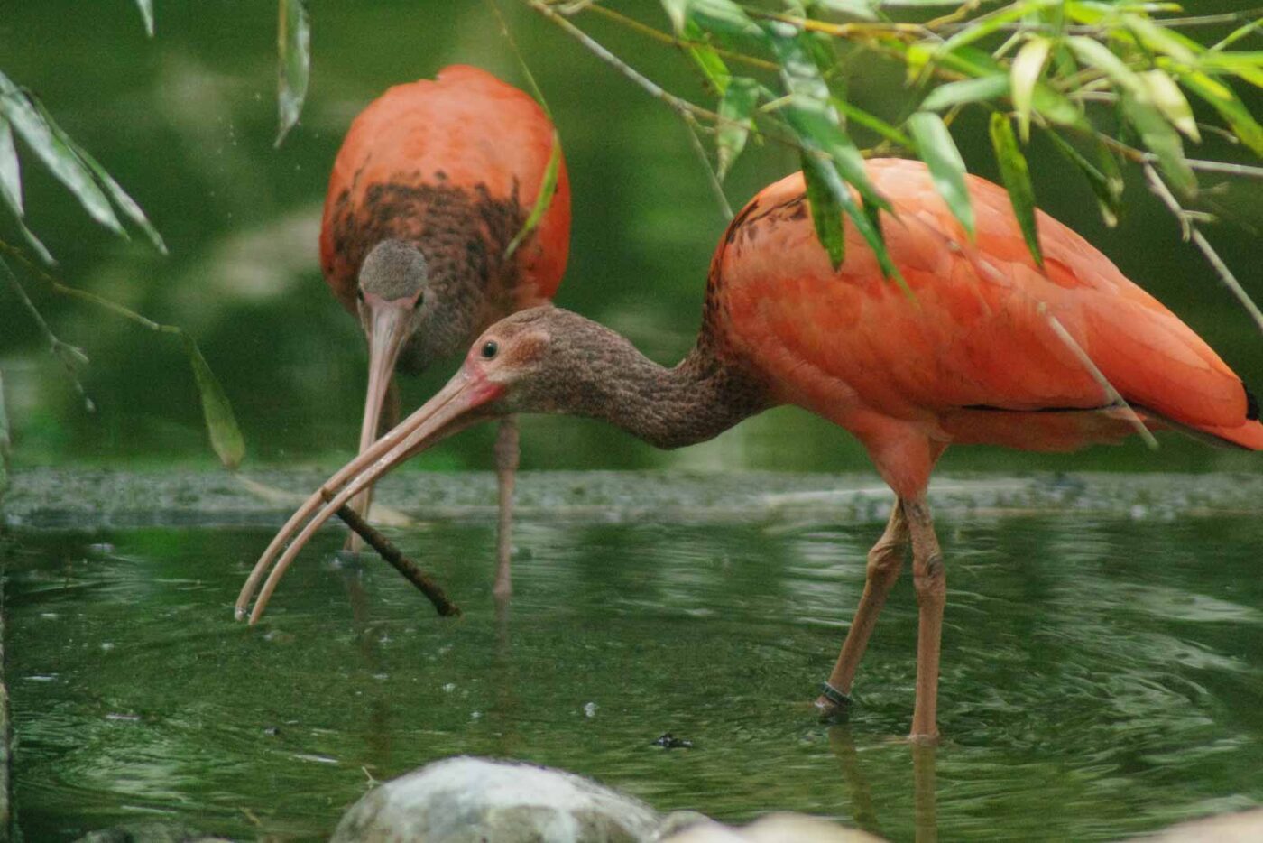 2016-08-17 - Zoo Osnabrück