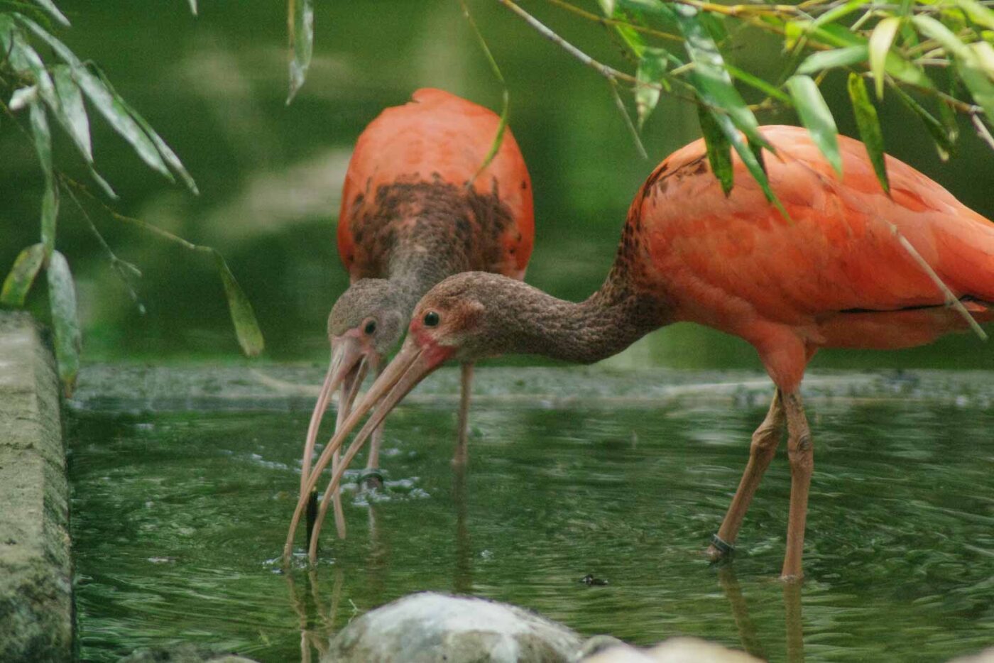 2016-08-17 - Zoo Osnabrück