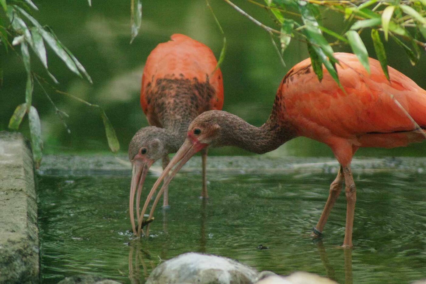 2016-08-17 - Zoo Osnabrück