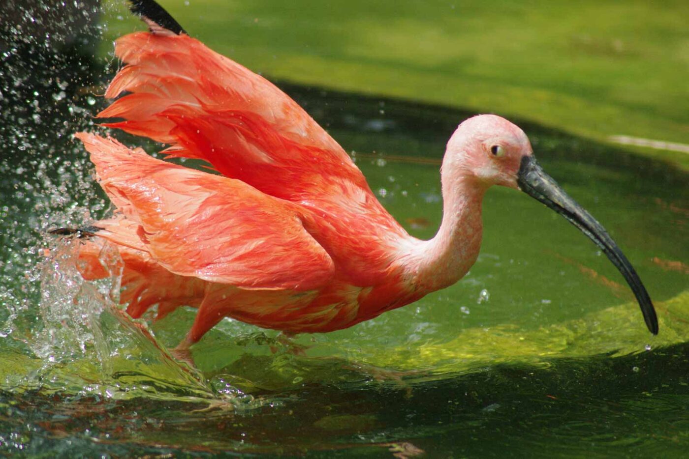 2016-08-17 - Zoo Osnabrück