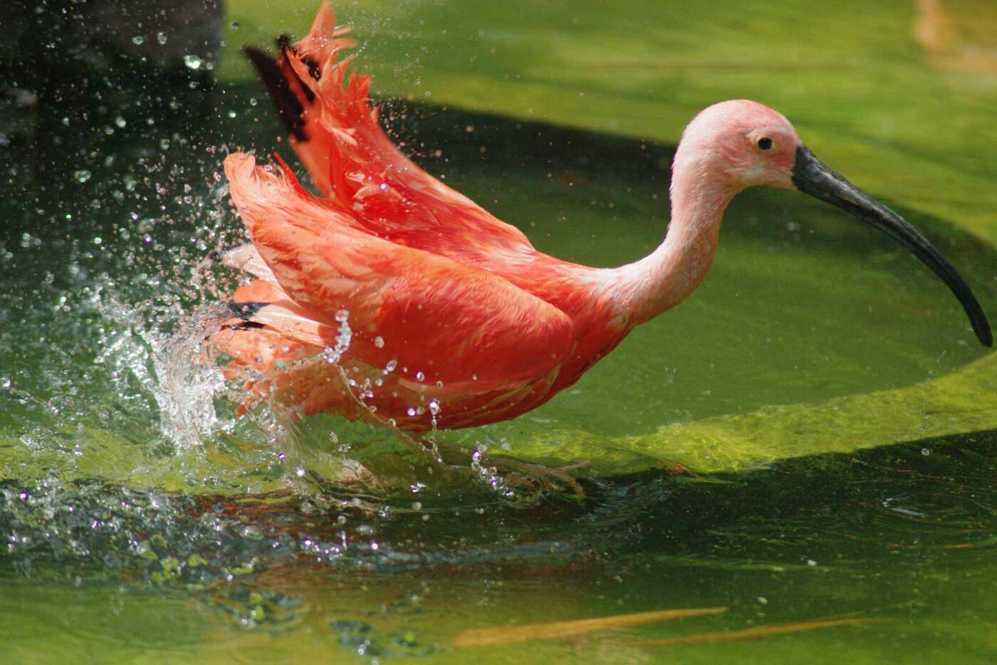 2016-08-17 - Zoo Osnabrück