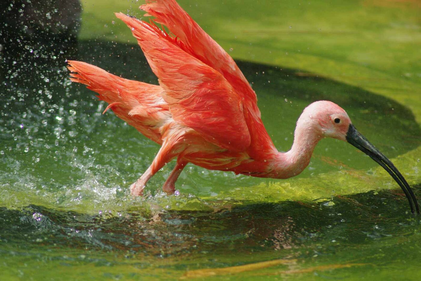 2016-08-17 - Zoo Osnabrück