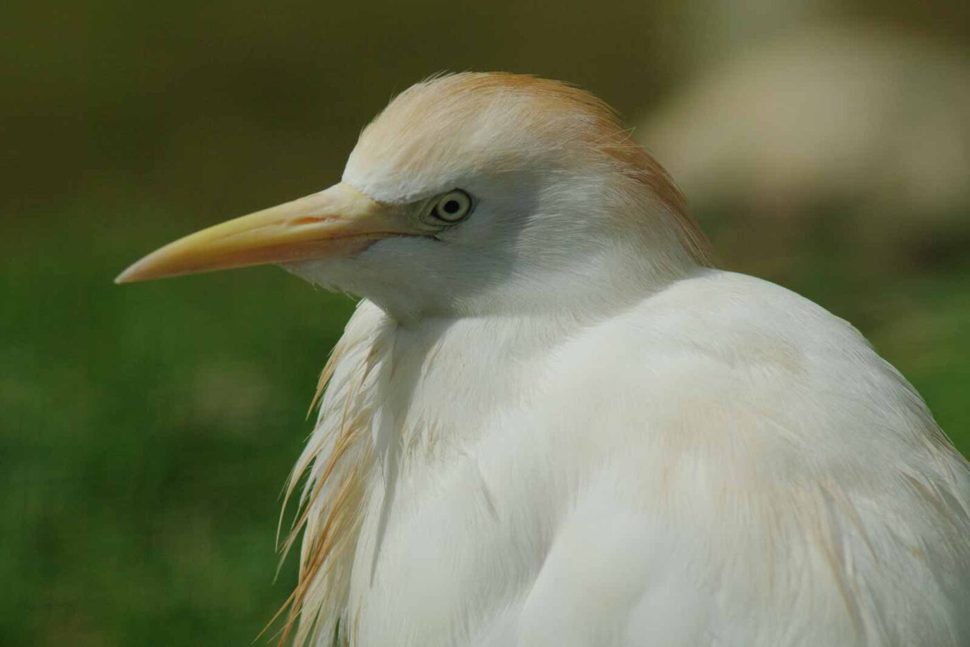 2016-08-17 - Zoo Osnabrück