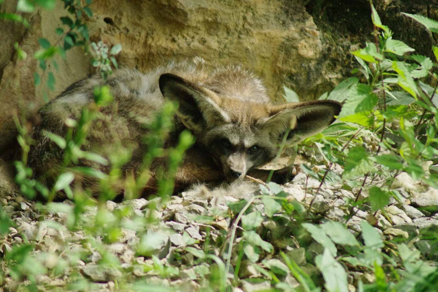2016-08-17 - Zoo Osnabrück