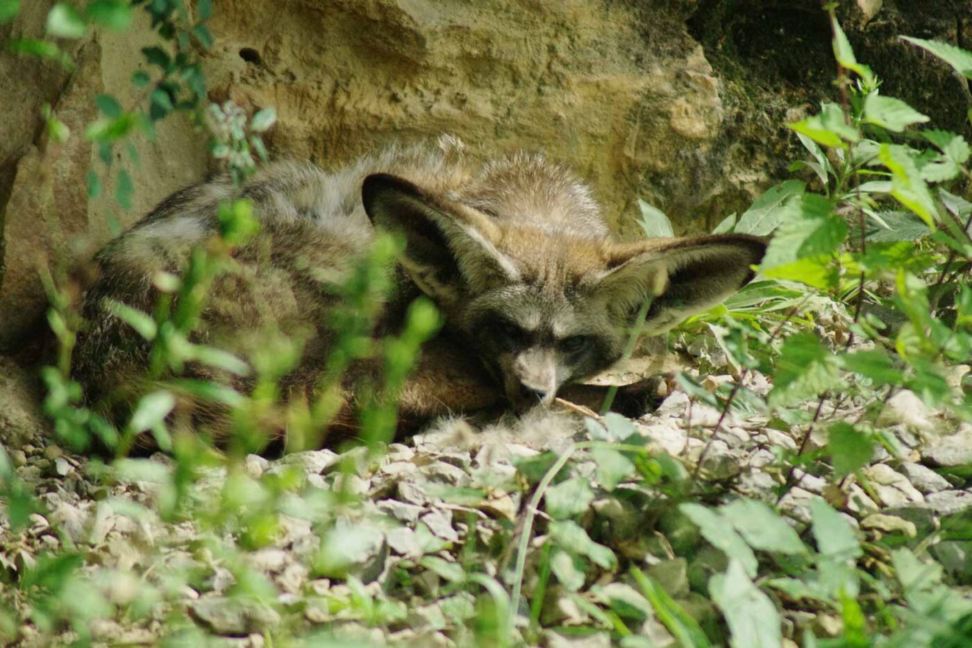 2016-08-17 - Zoo Osnabrück