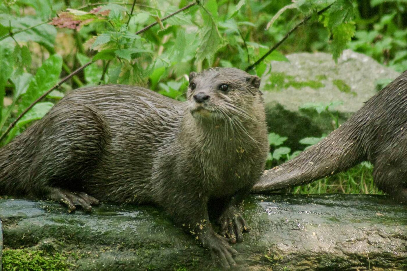 2016-08-17 - Zoo Osnabrück