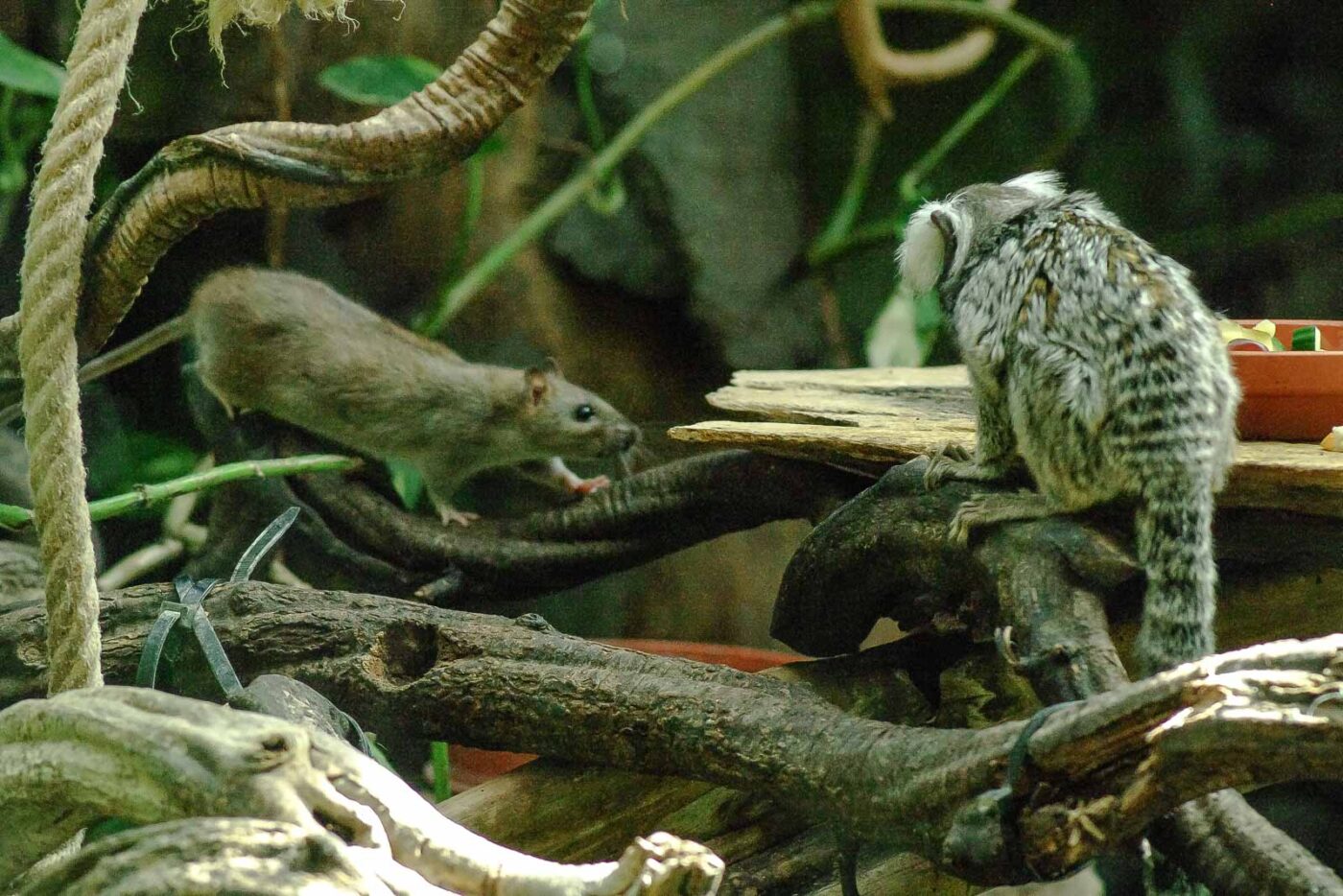 2016-08-17 - Zoo Osnabrück