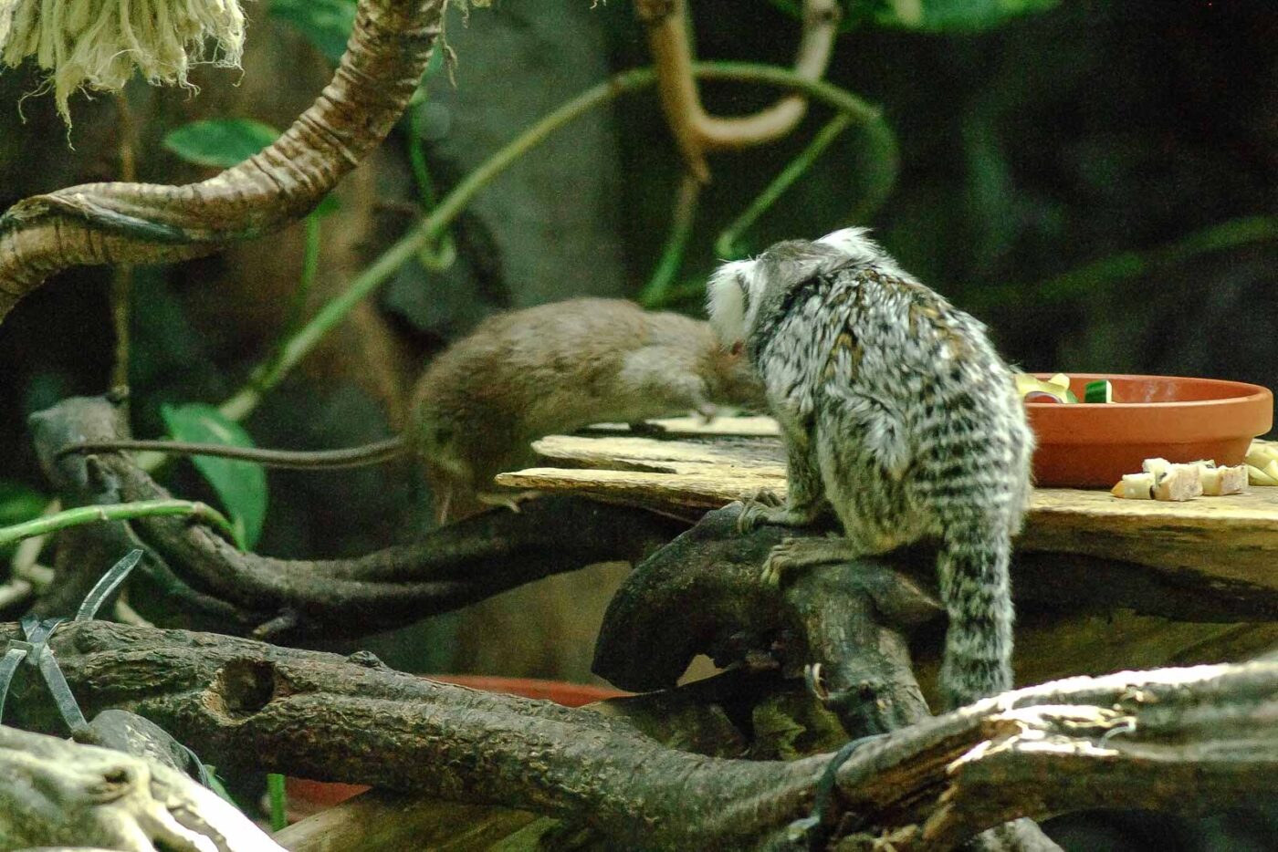 2016-08-17 - Zoo Osnabrück