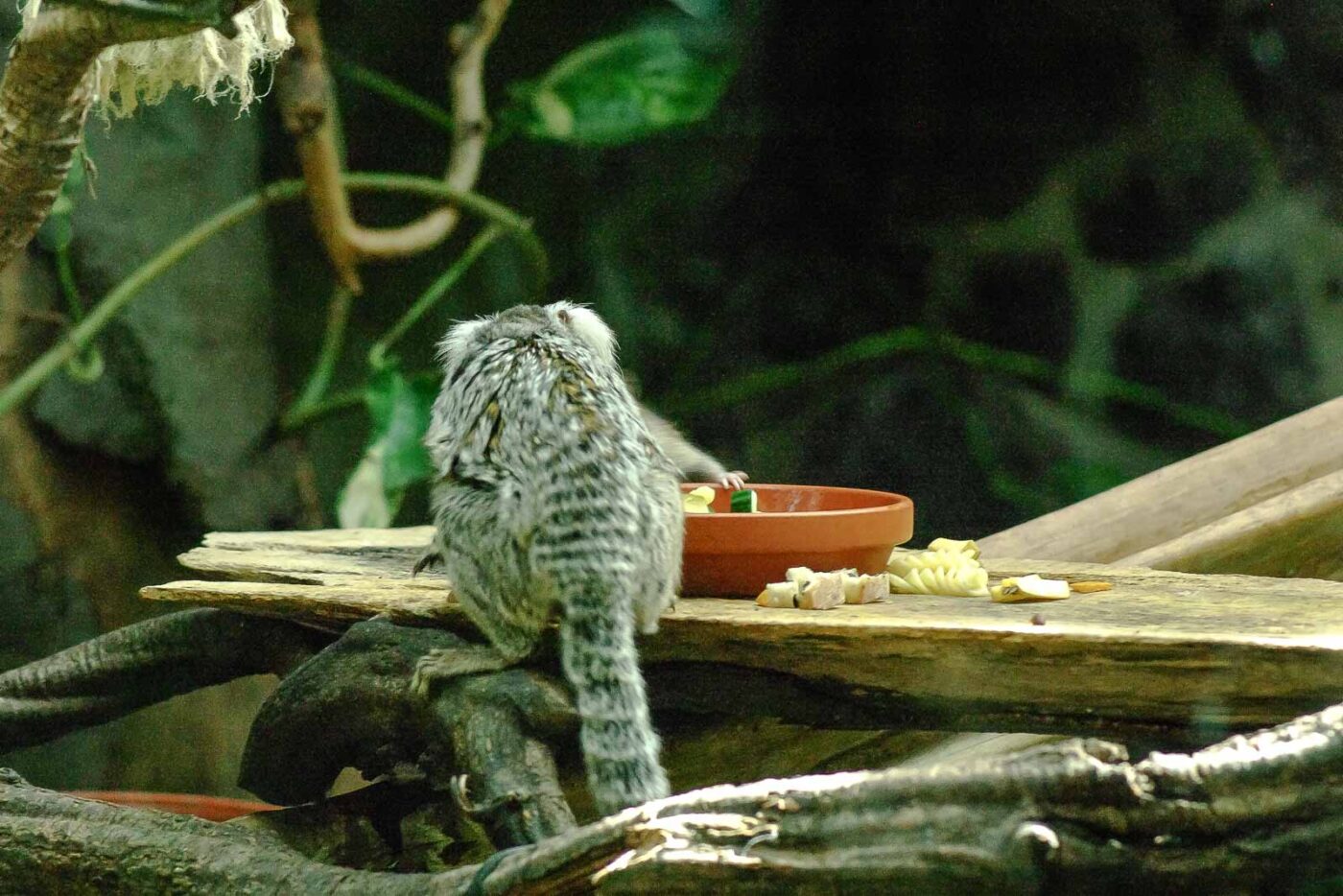 2016-08-17 - Zoo Osnabrück