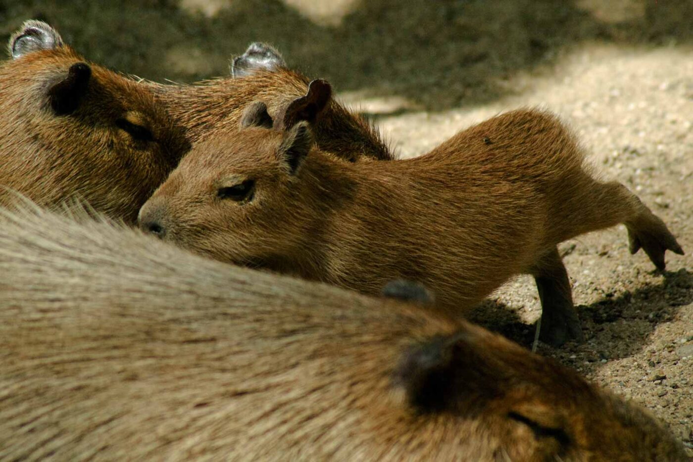 2016-08-17 - Zoo Osnabrück