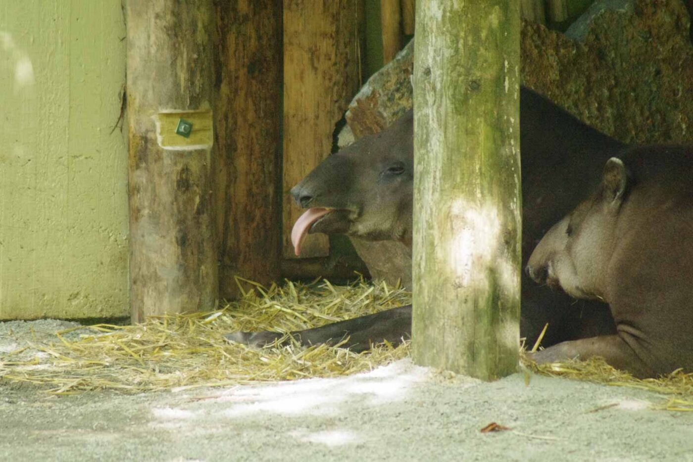 2016-08-17 - Zoo Osnabrück