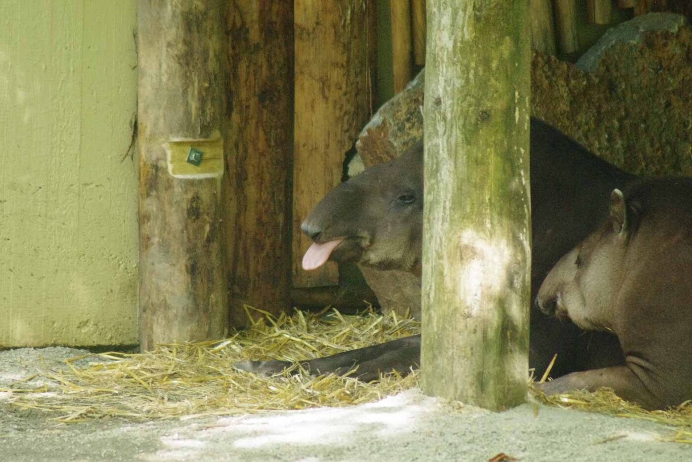2016-08-17 - Zoo Osnabrück