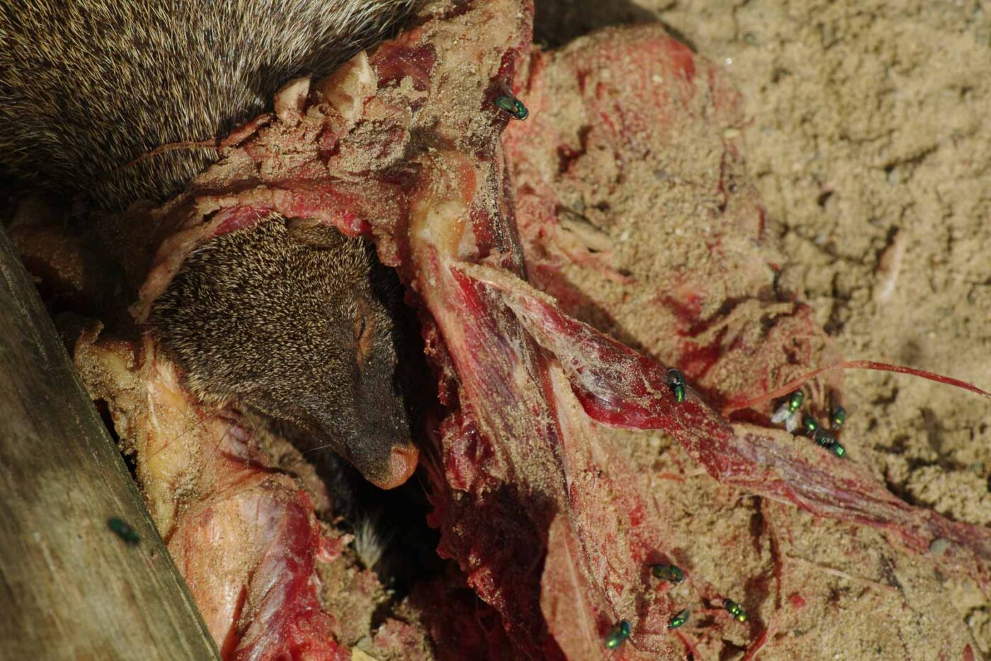 2016-08-17 - Zoo Osnabrück