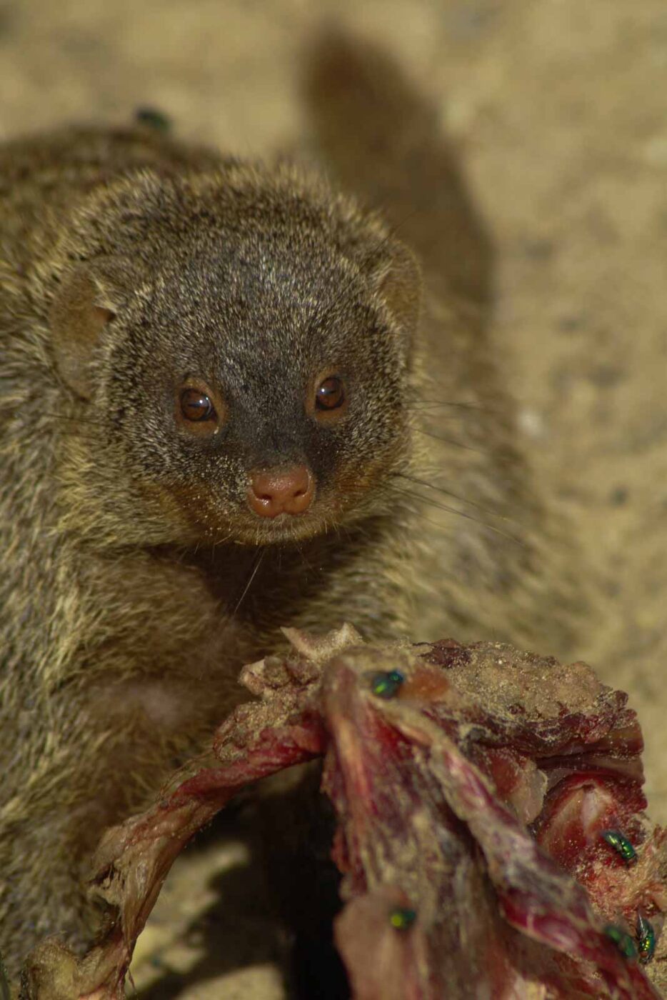 2016-08-17 - Zoo Osnabrück