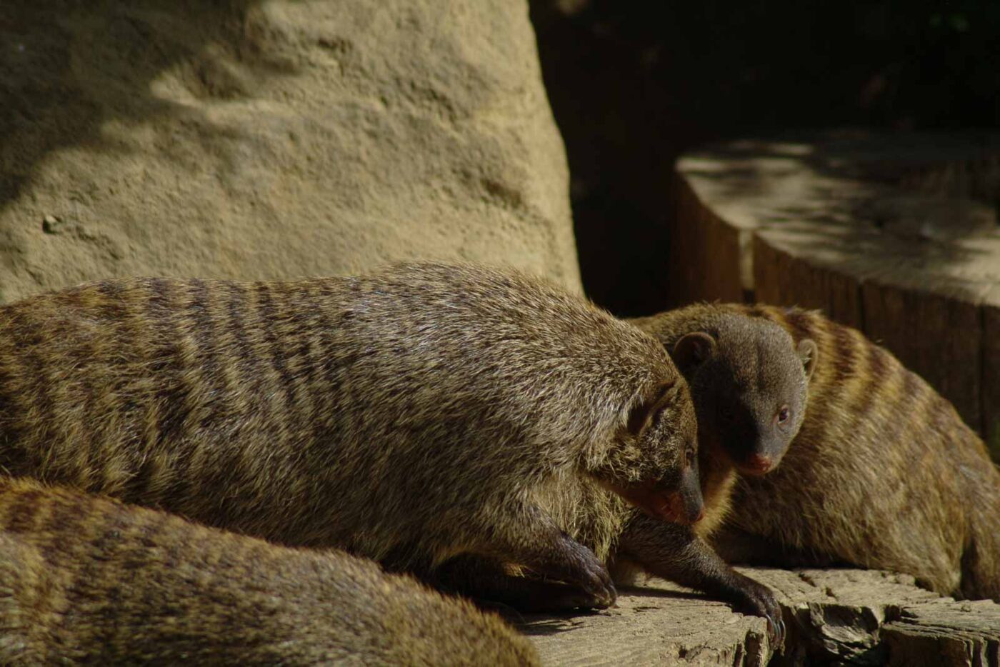 2016-08-17 - Zoo Osnabrück