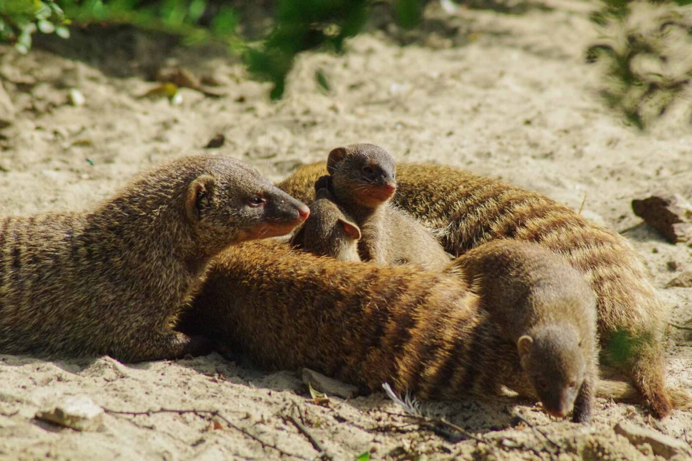 2016-08-17 - Zoo Osnabrück