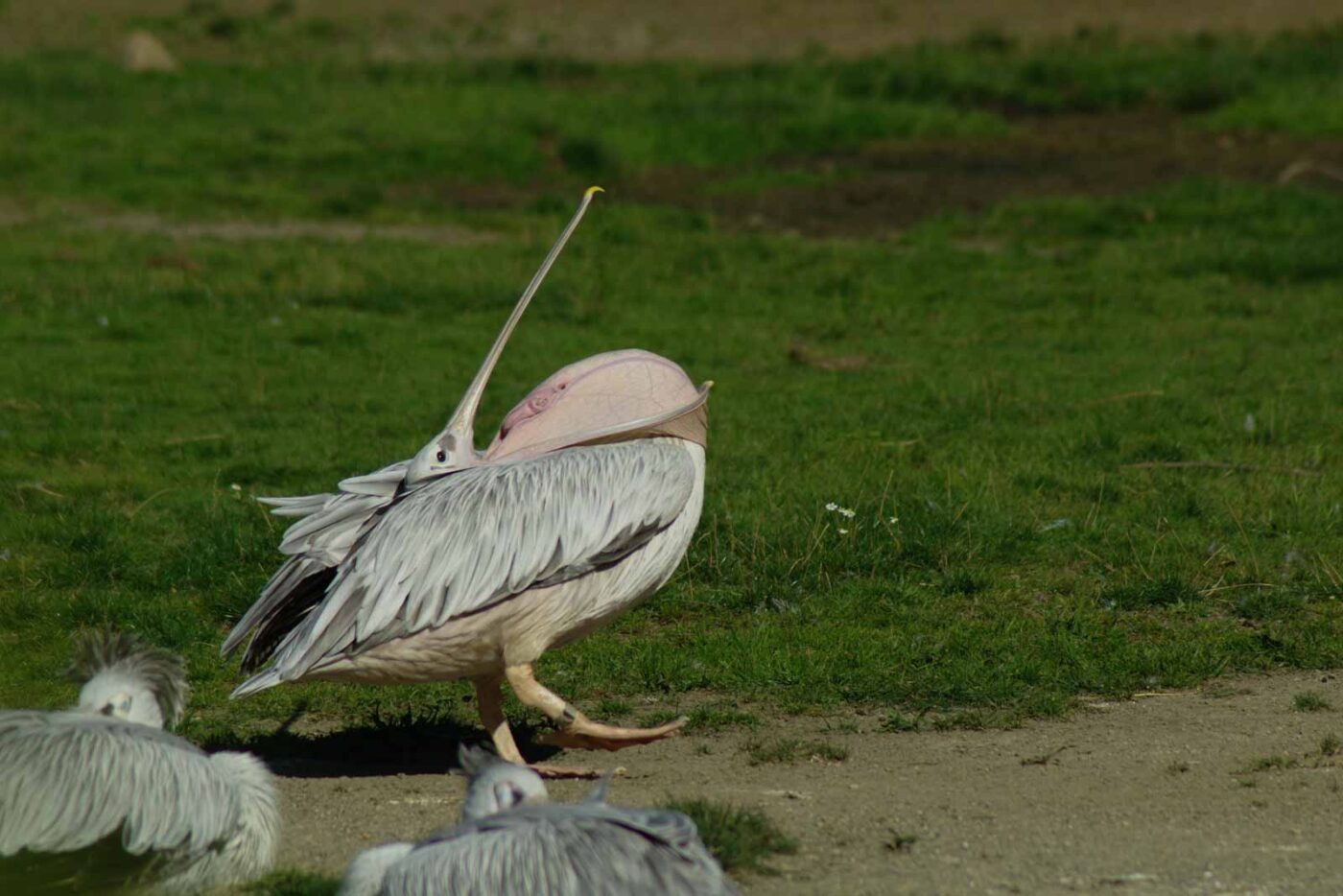 2016-08-17 - Zoo Osnabrück