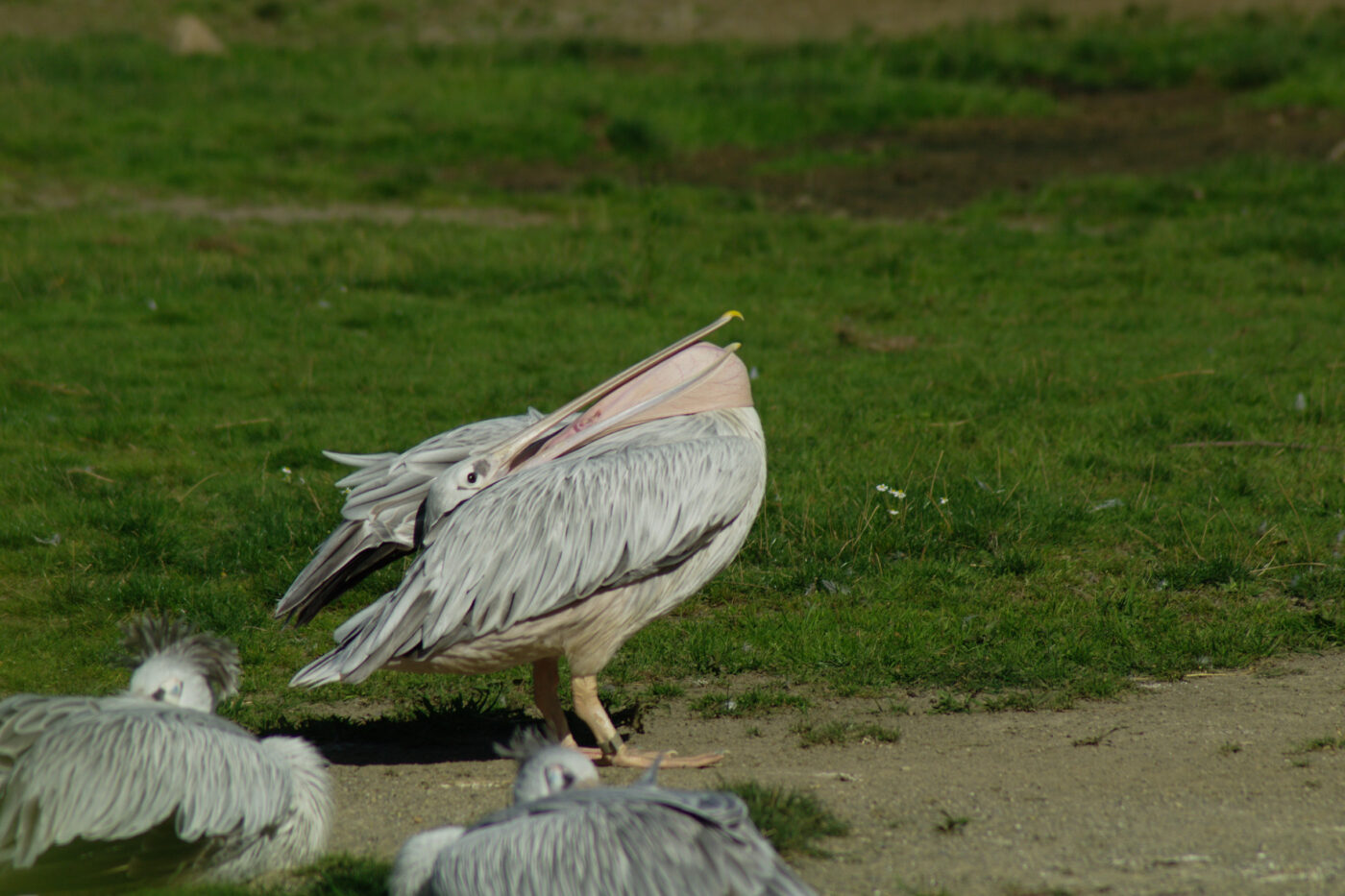 2016-08-17 - Zoo Osnabrück