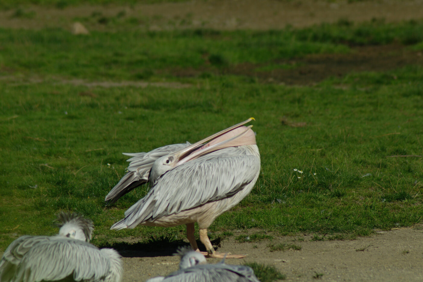 2016-08-17 - Zoo Osnabrück