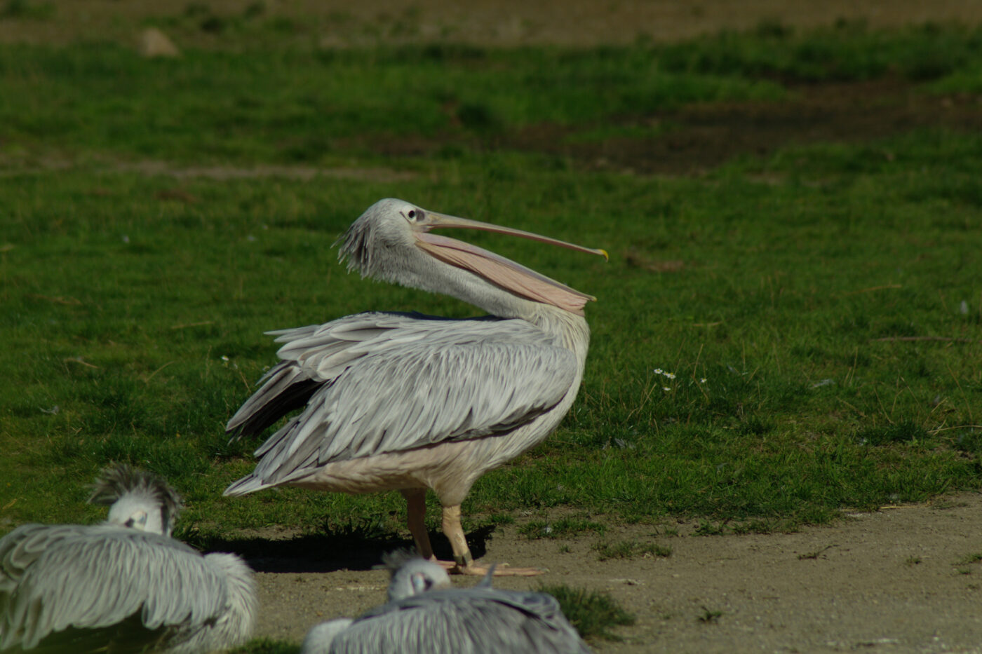 2016-08-17 - Zoo Osnabrück