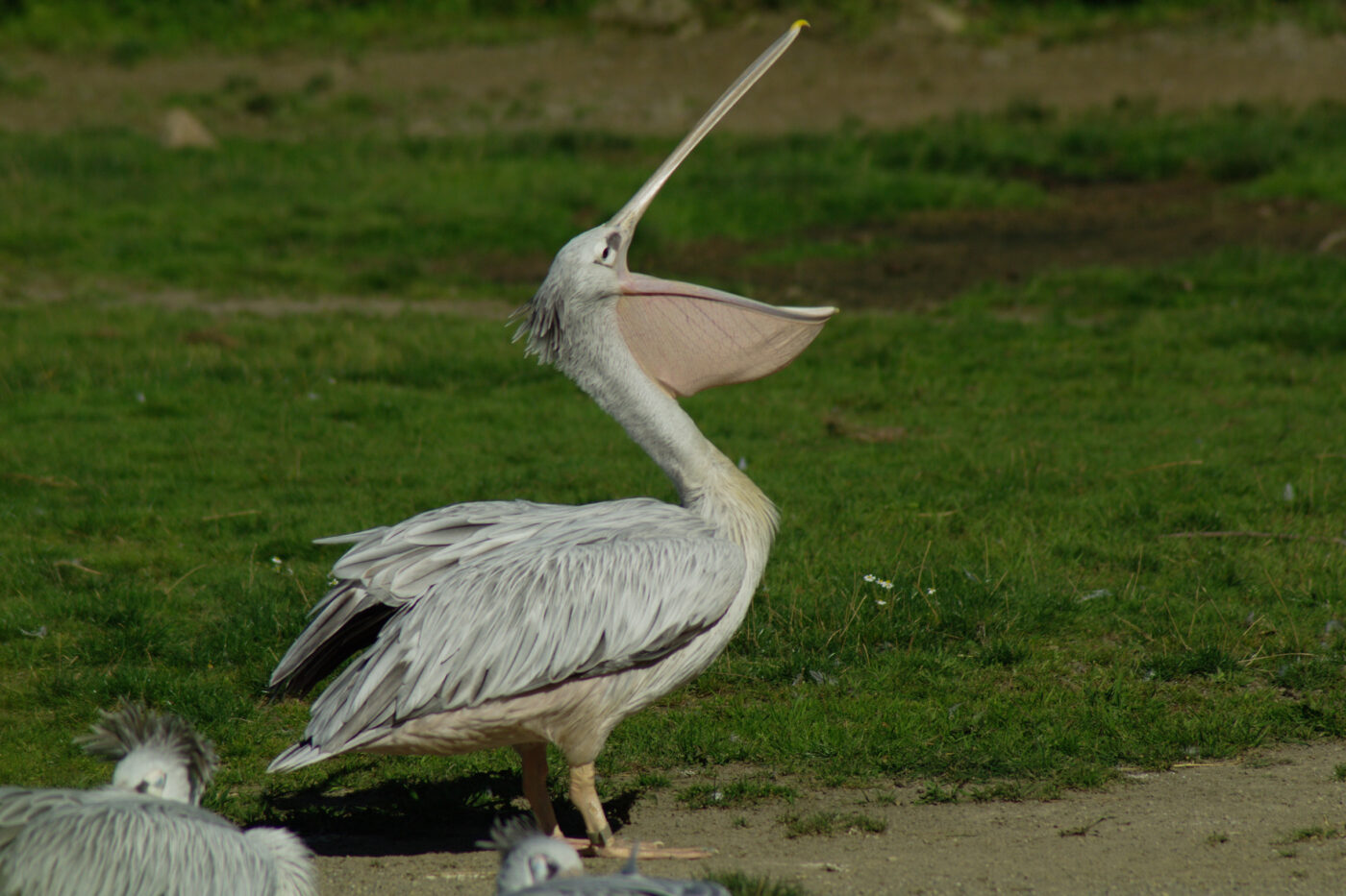 2016-08-17 - Zoo Osnabrück