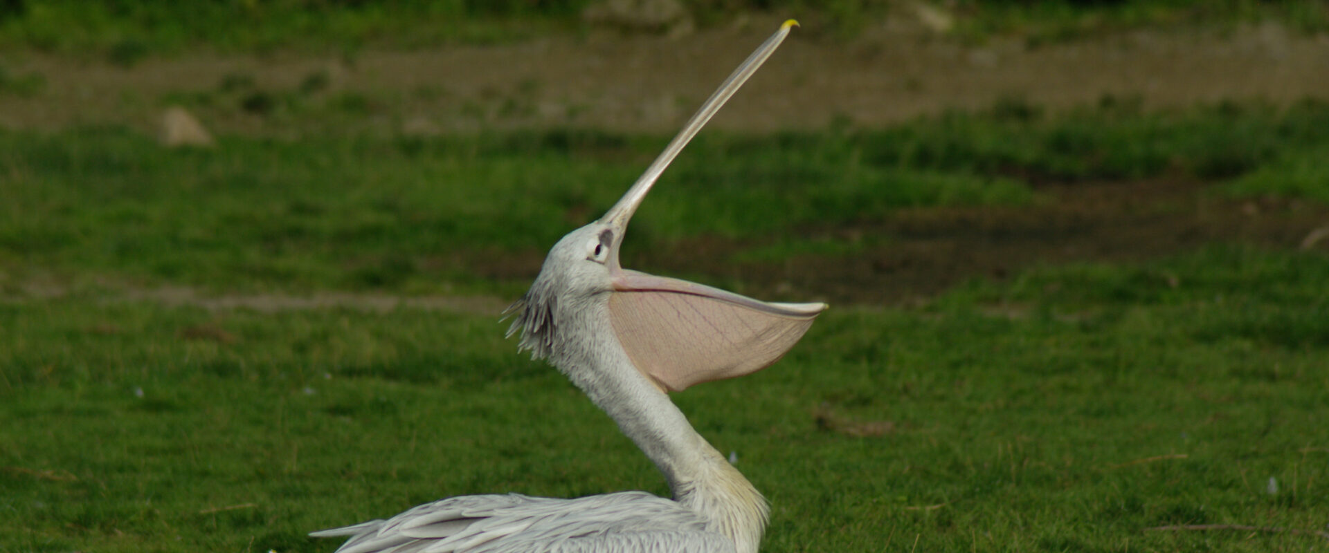 °2016-08-17 – Zoo Osnabrück – das Erwachen der Pelikane°