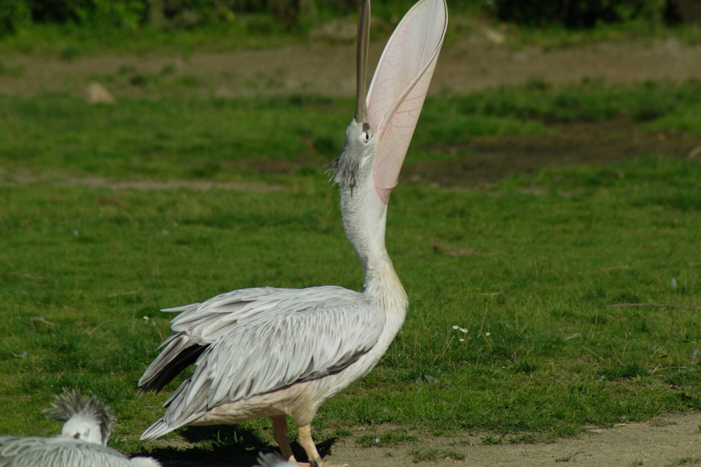 2016-08-17 - Zoo Osnabrück