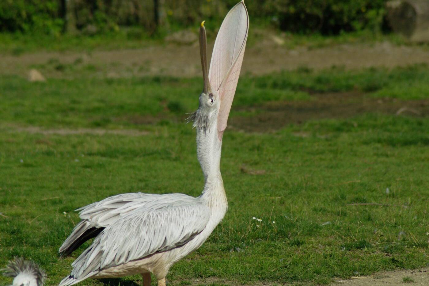 2016-08-17 - Zoo Osnabrück