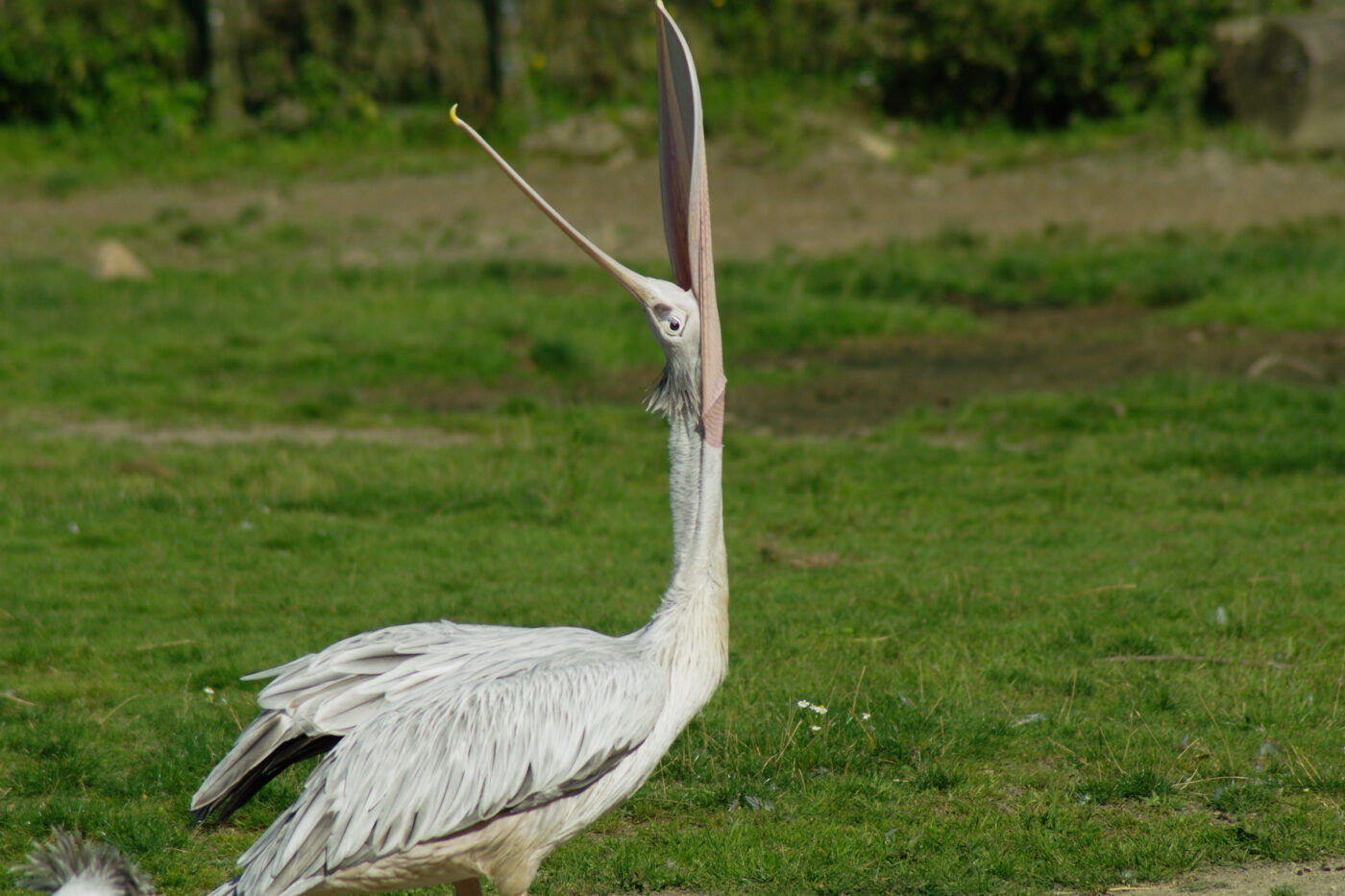 2016-08-17 - Zoo Osnabrück