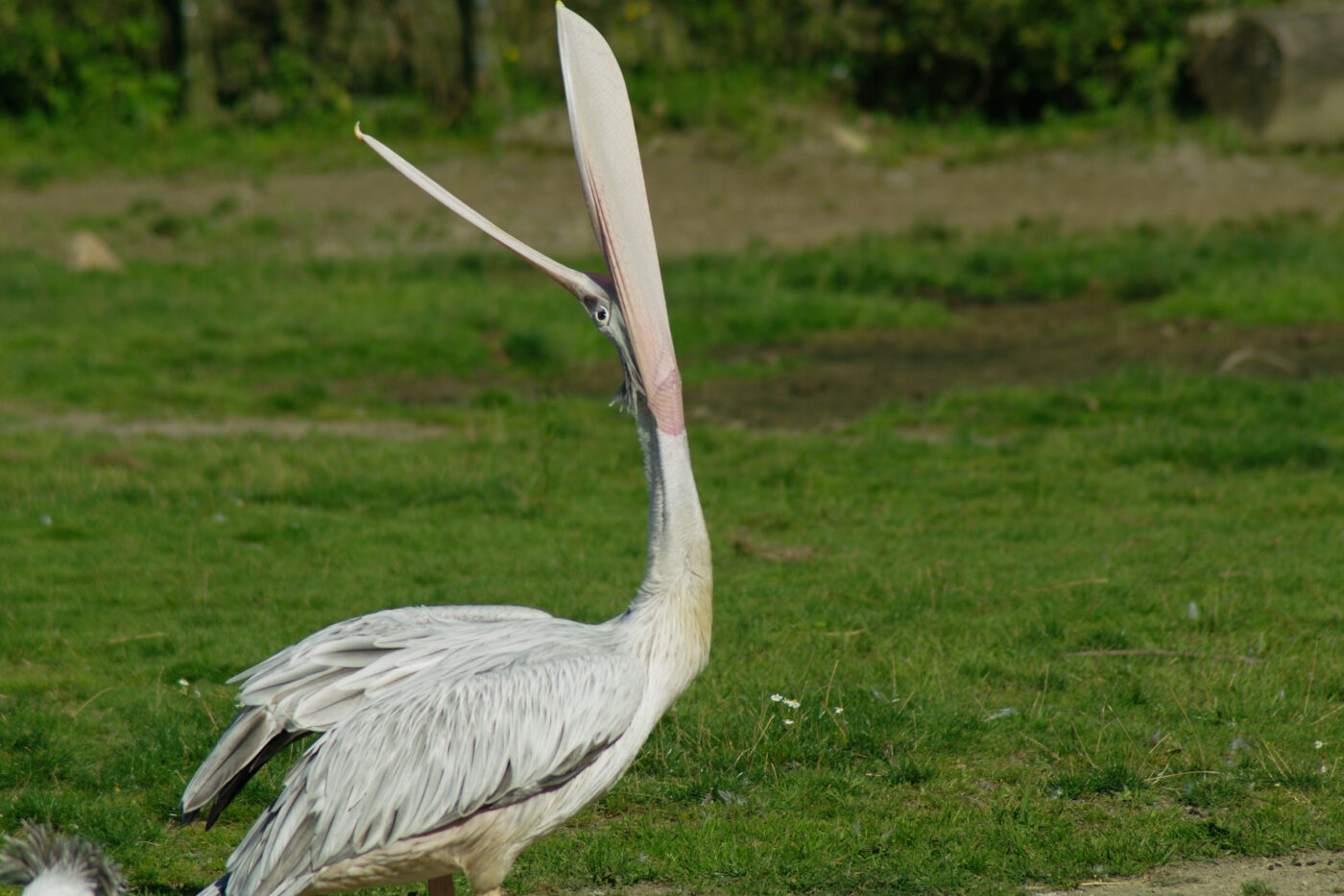 2016-08-17 - Zoo Osnabrück
