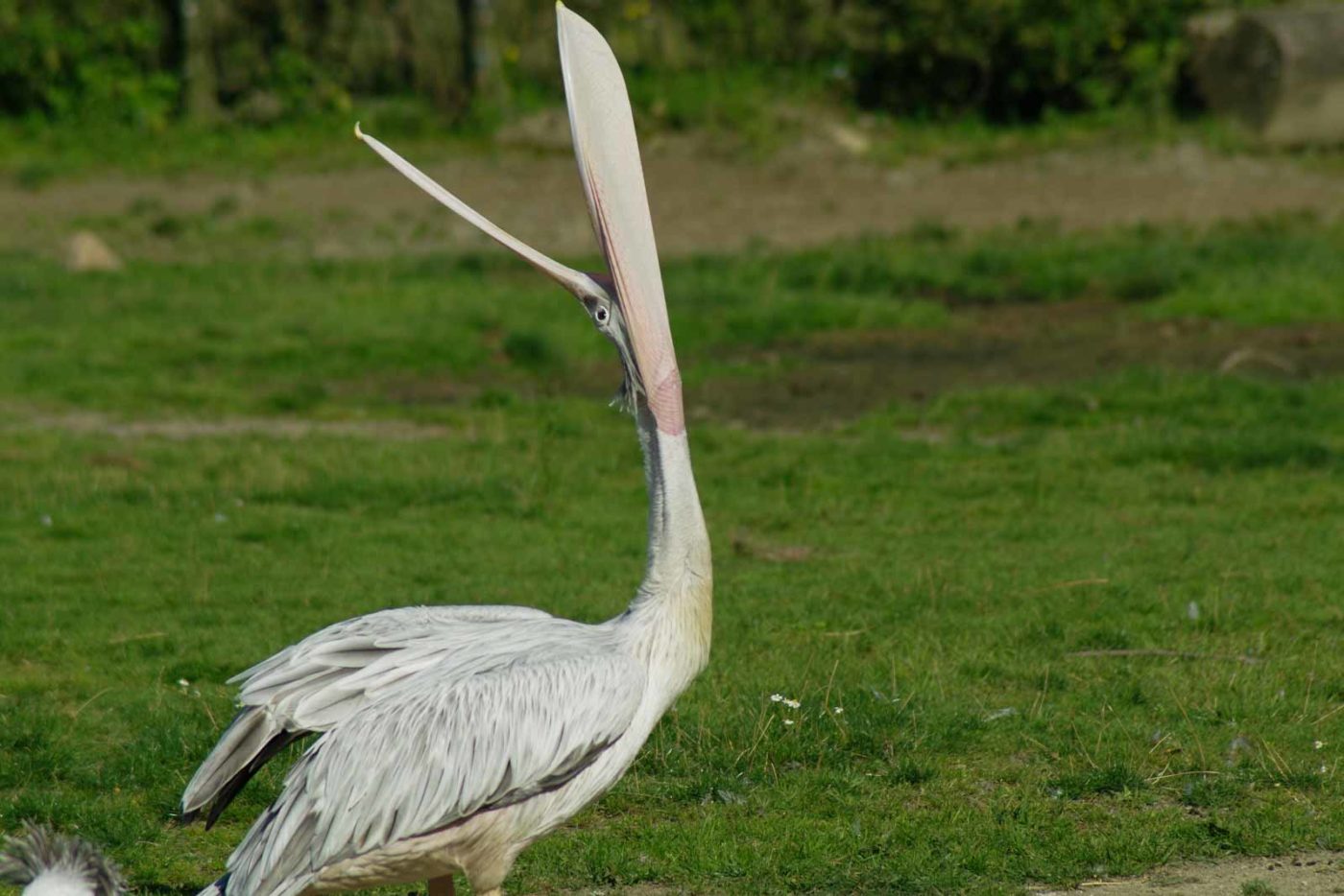 2016-08-17 - Zoo Osnabrück