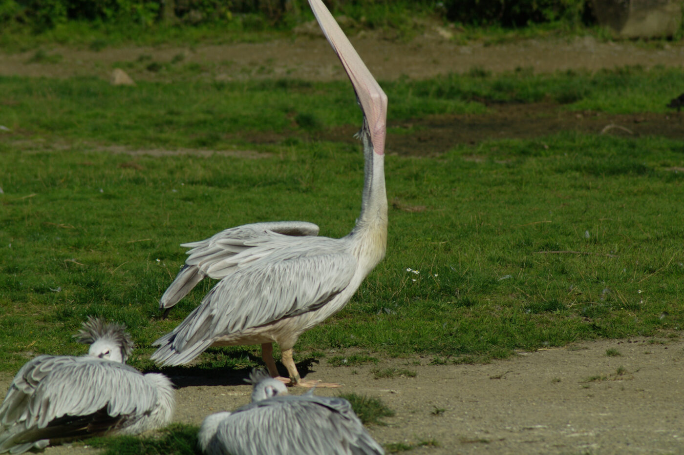 2016-08-17 - Zoo Osnabrück