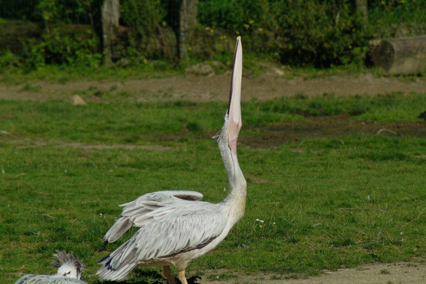 2016-08-17 - Zoo Osnabrück