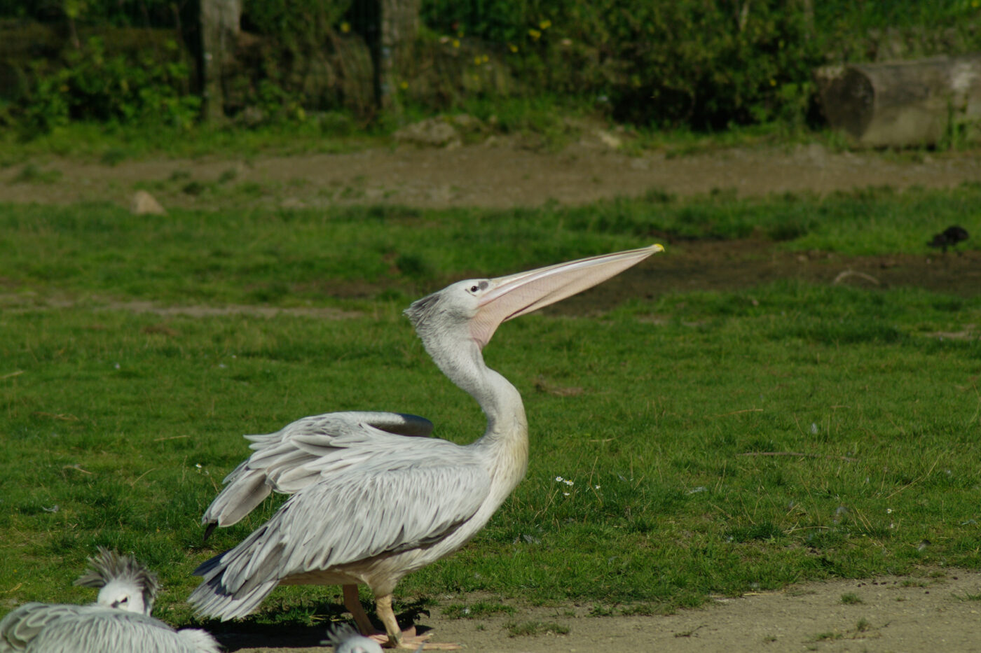 2016-08-17 - Zoo Osnabrück