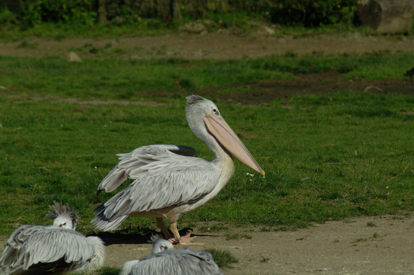 2016-08-17 - Zoo Osnabrück