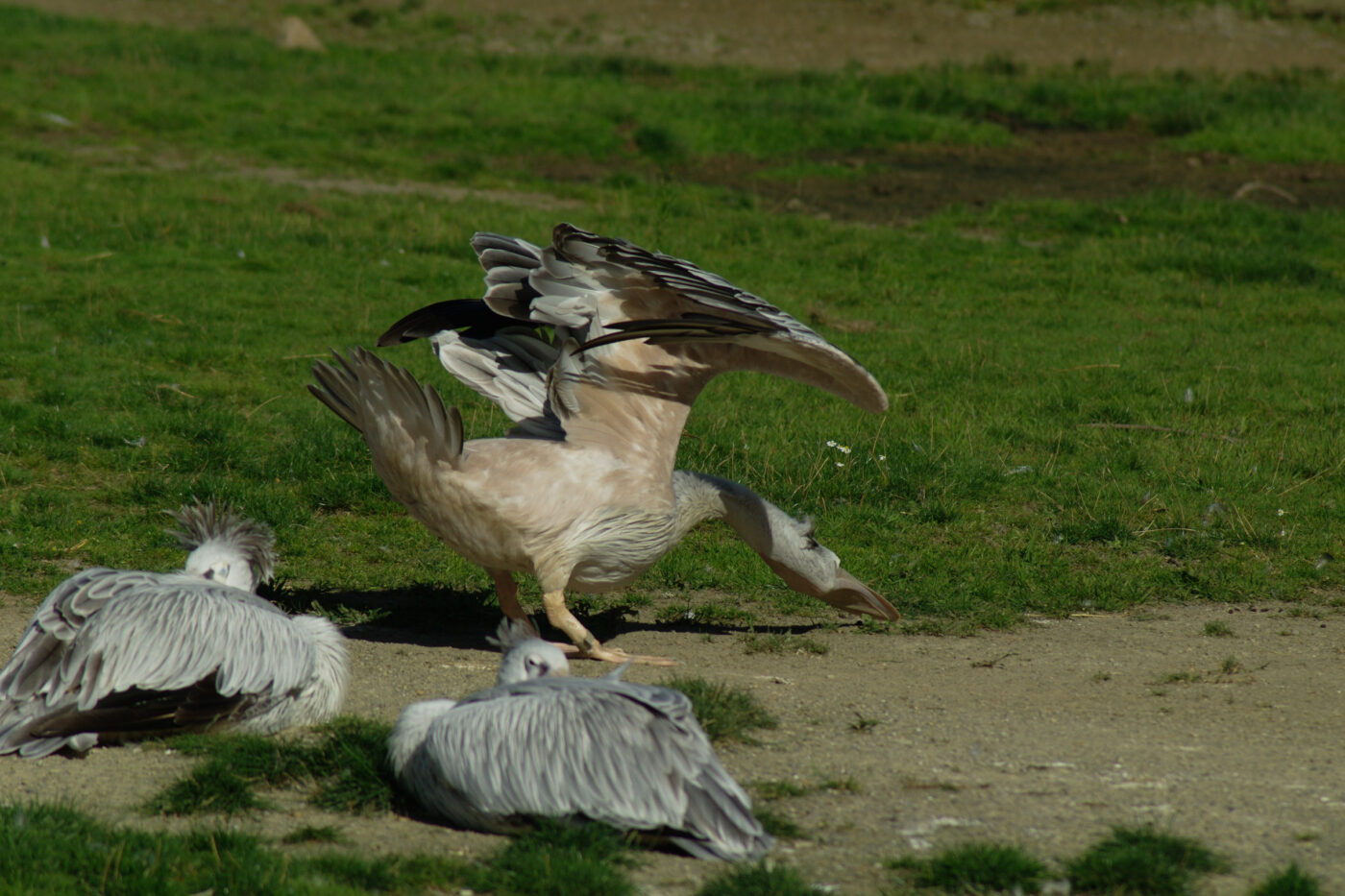 2016-08-17 - Zoo Osnabrück