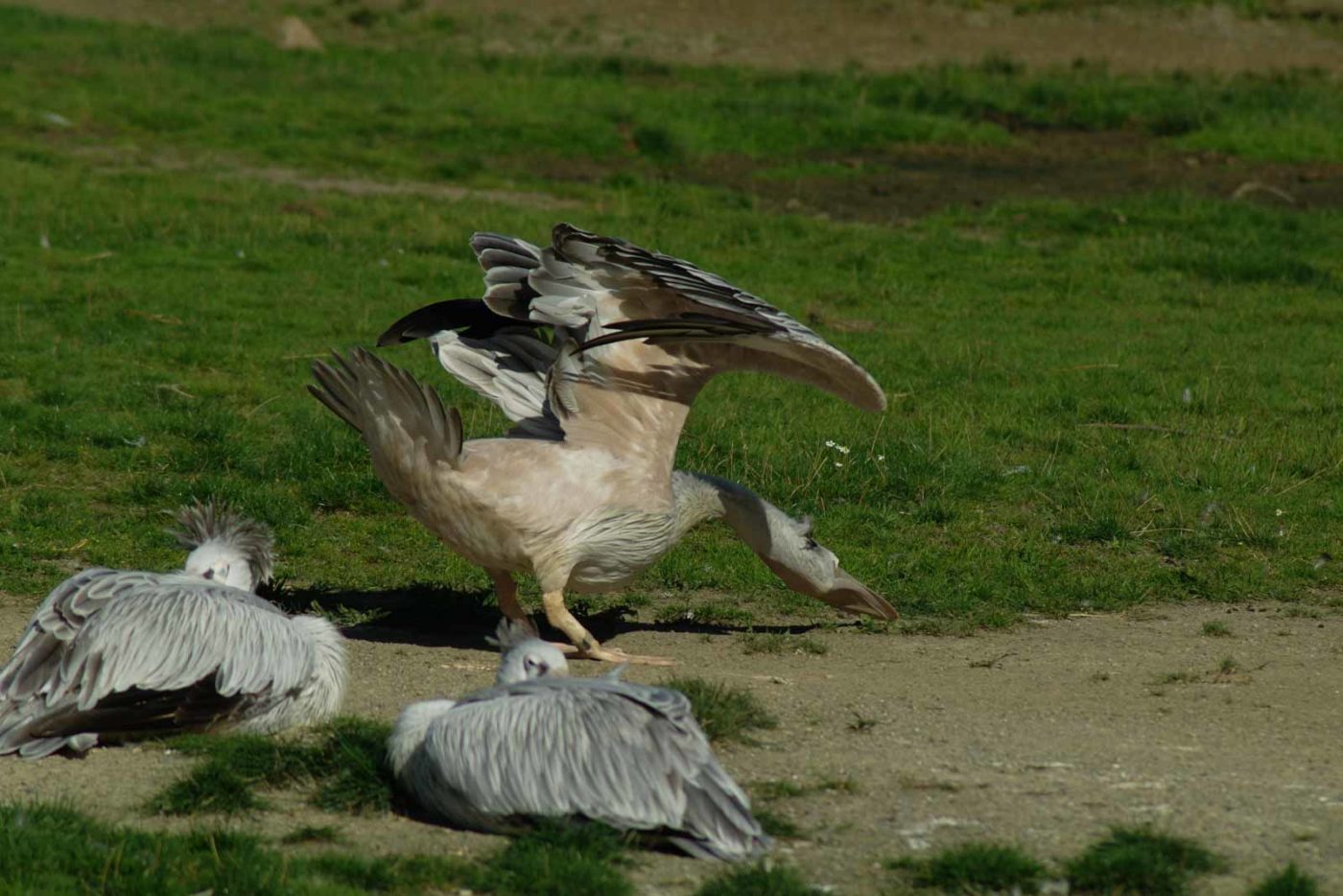 2016-08-17 - Zoo Osnabrück