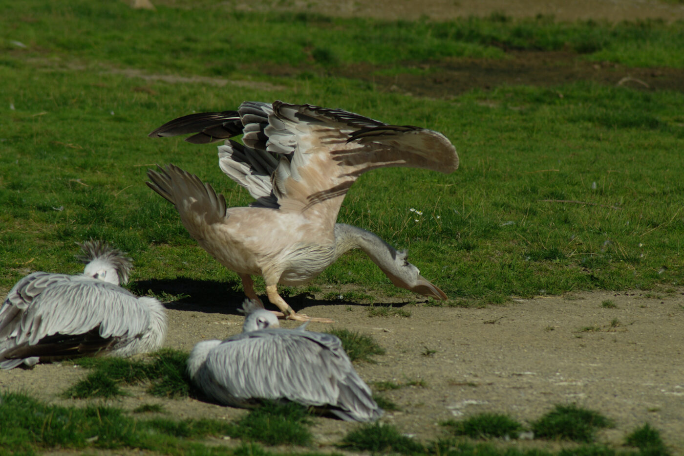 2016-08-17 - Zoo Osnabrück