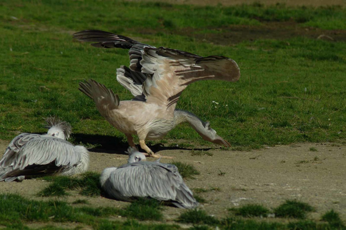 2016-08-17 - Zoo Osnabrück