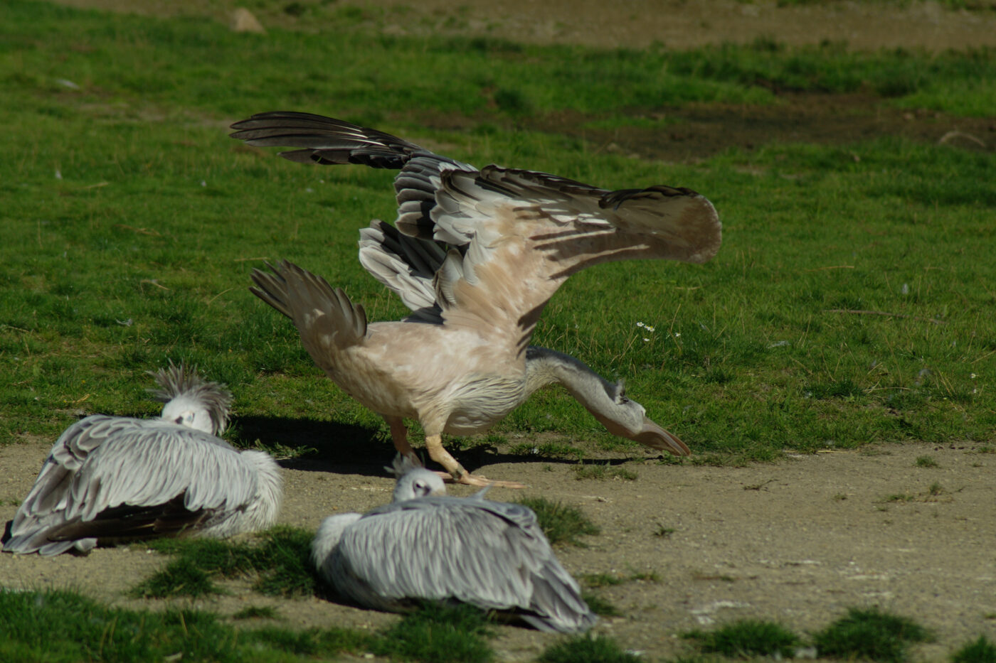 2016-08-17 - Zoo Osnabrück