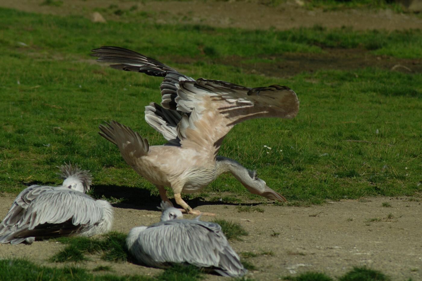 2016-08-17 - Zoo Osnabrück