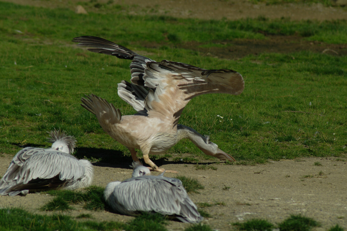 2016-08-17 - Zoo Osnabrück