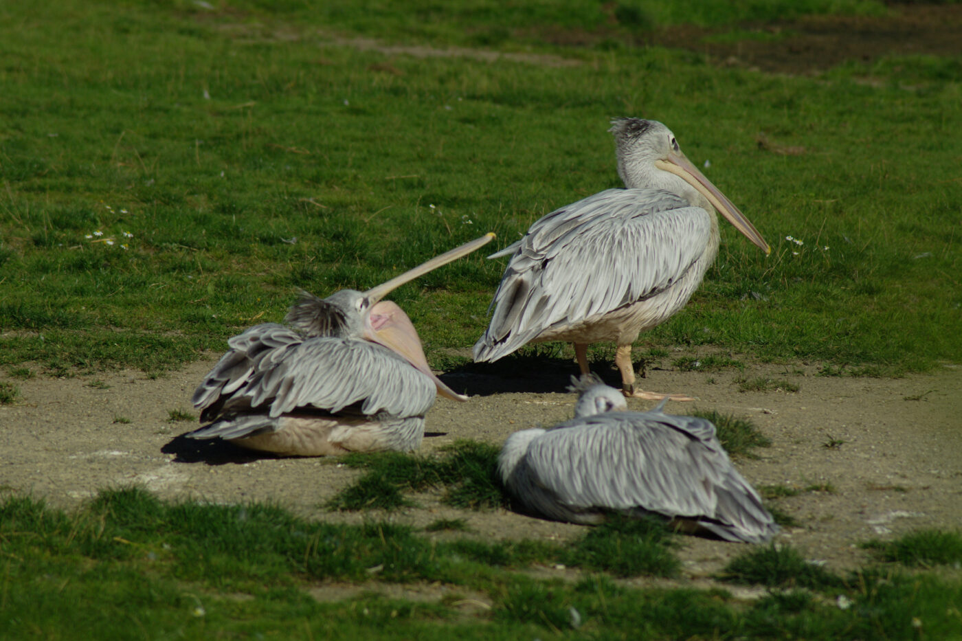 2016-08-17 - Zoo Osnabrück