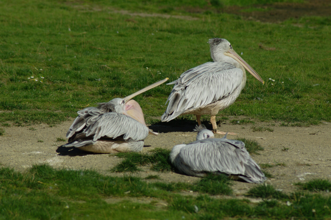 2016-08-17 - Zoo Osnabrück