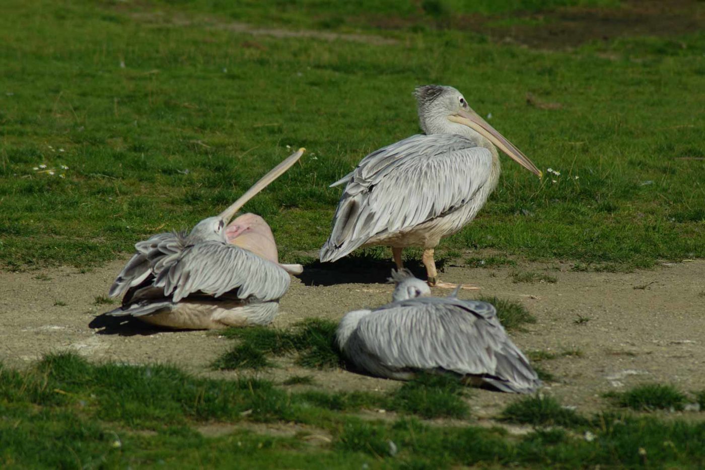 2016-08-17 - Zoo Osnabrück