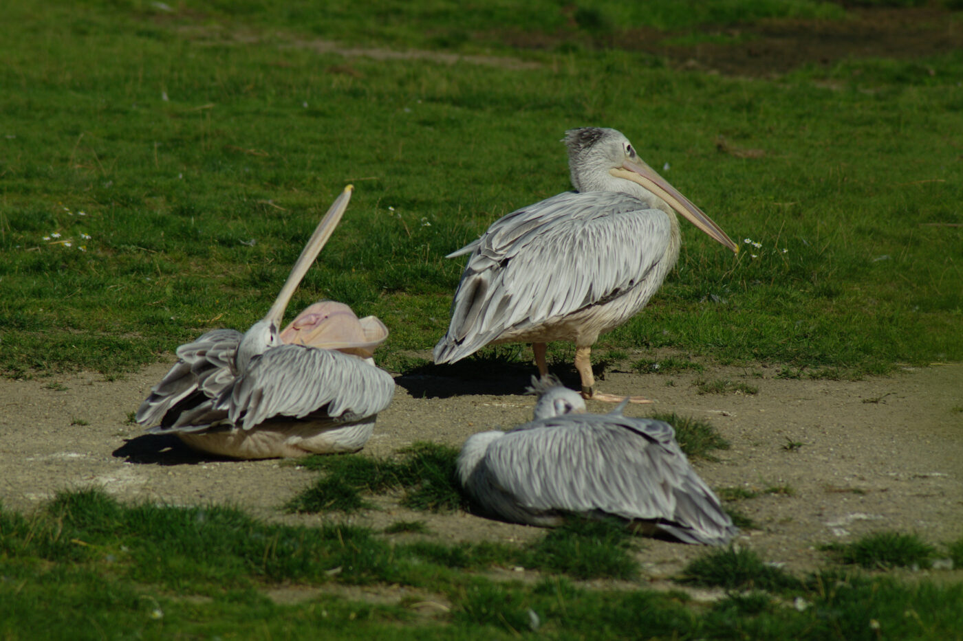 2016-08-17 - Zoo Osnabrück